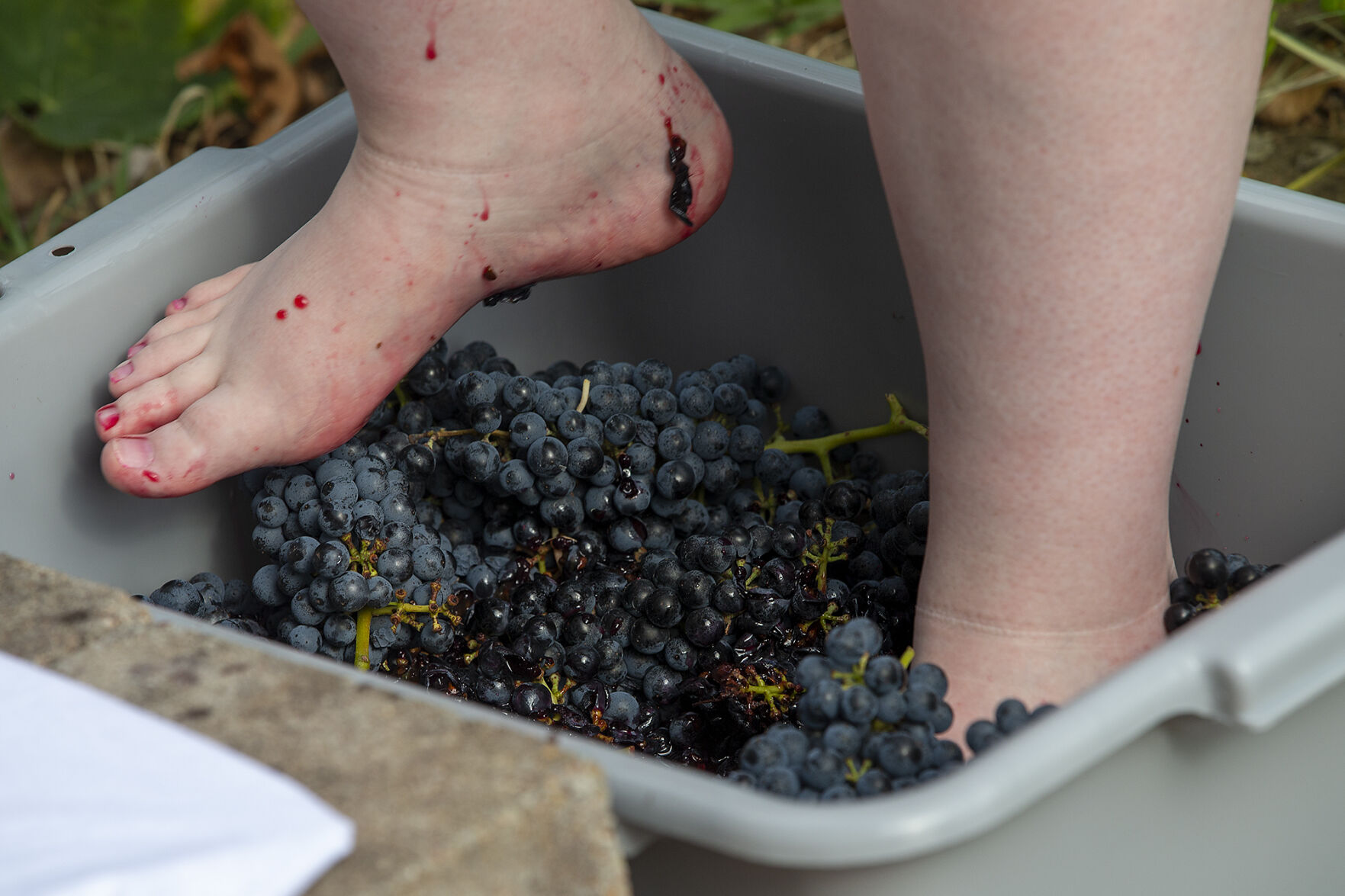 Grape harvest
